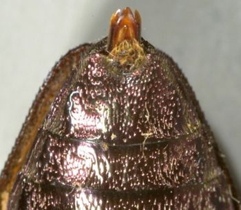 Media type: image;   Entomology 2698 Aspect: anal sclerite